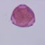 Corylus cornuta, single grain. Herb. MIN